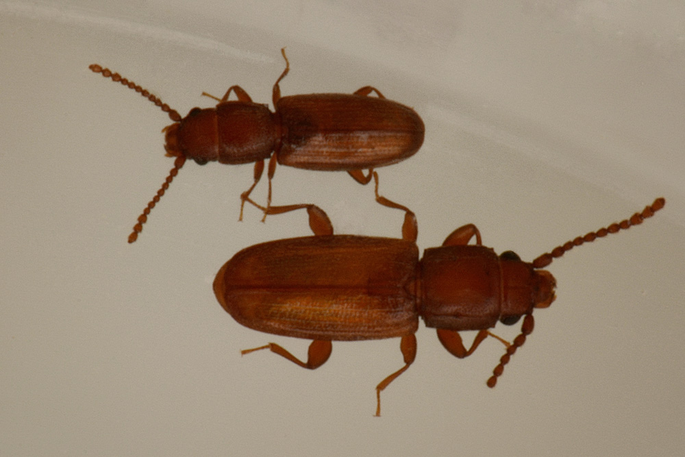 Bothrideres bipunctatus (Bothrideridae) e Cryptolestes cfr. duplicatus (Laemophloeidae)